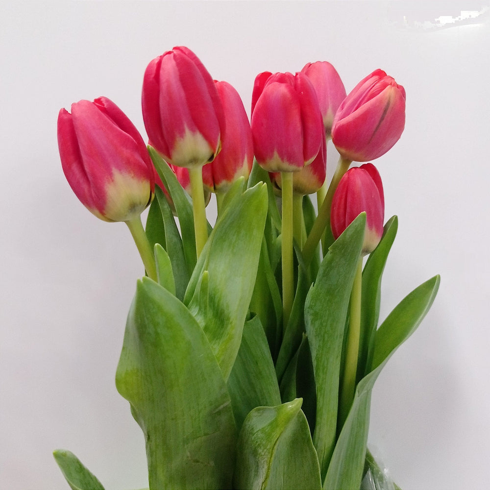 Fully Bloom Tulip - Mix [Clearance Stock]