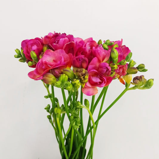 Freesia - Pink
