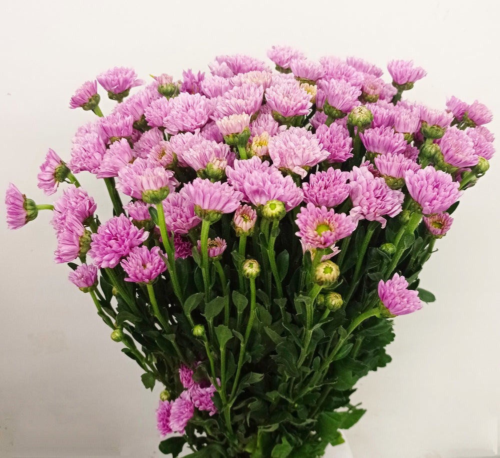Mini Pom Pom - Assorted Colours