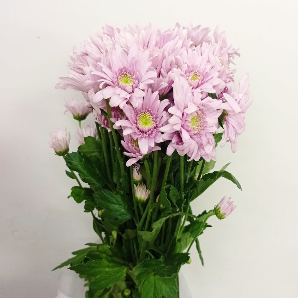 Mini Pom Pom - Assorted Colours