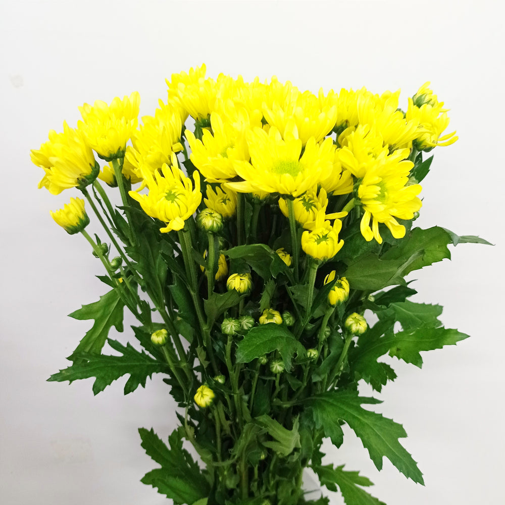 Mini Pom Pom - Assorted Colours