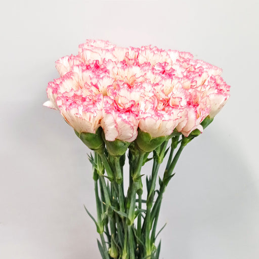 Carnations (Imported) - 2 Tone White Pink
