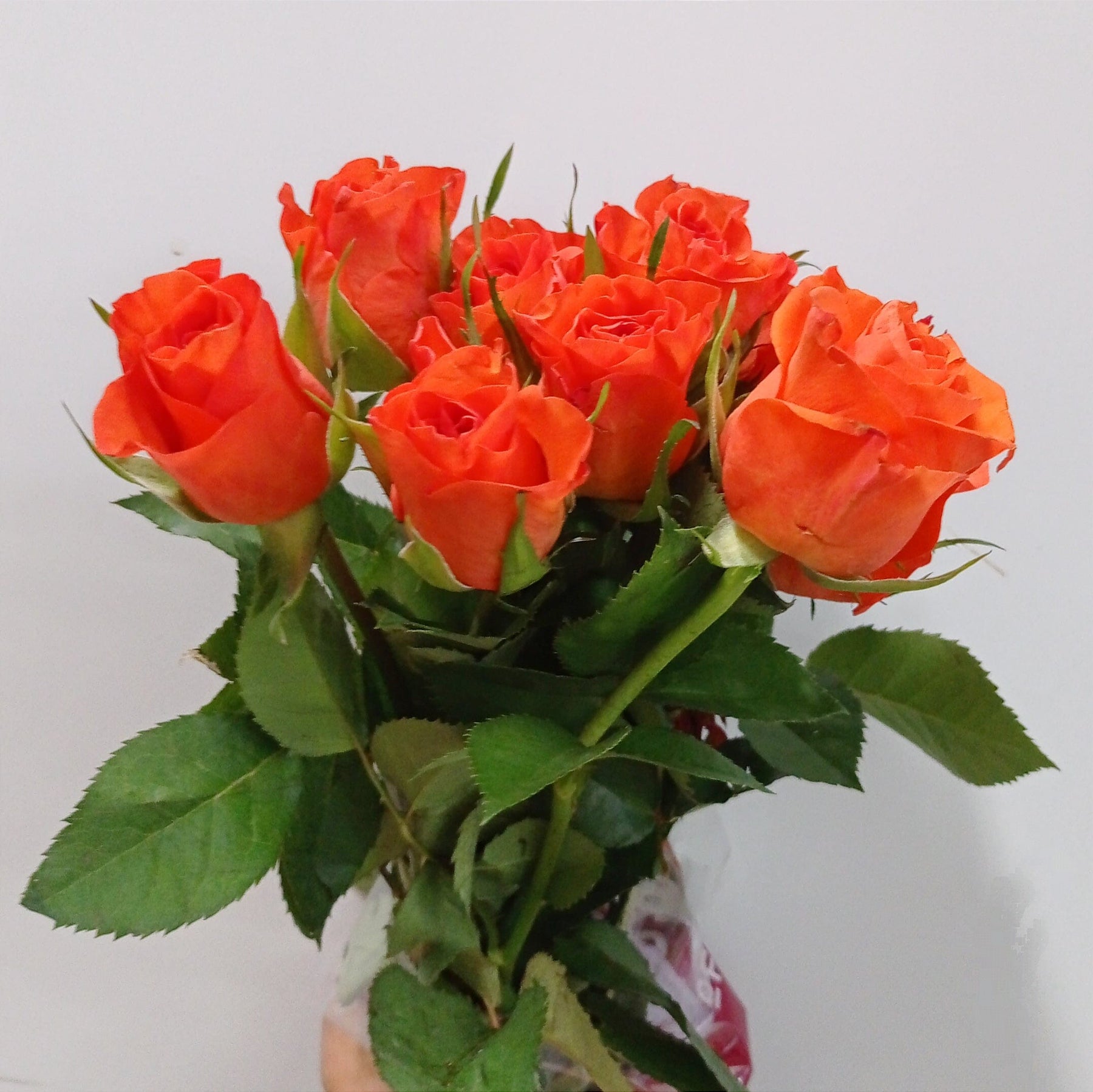Rosa (Imported) - Orange
