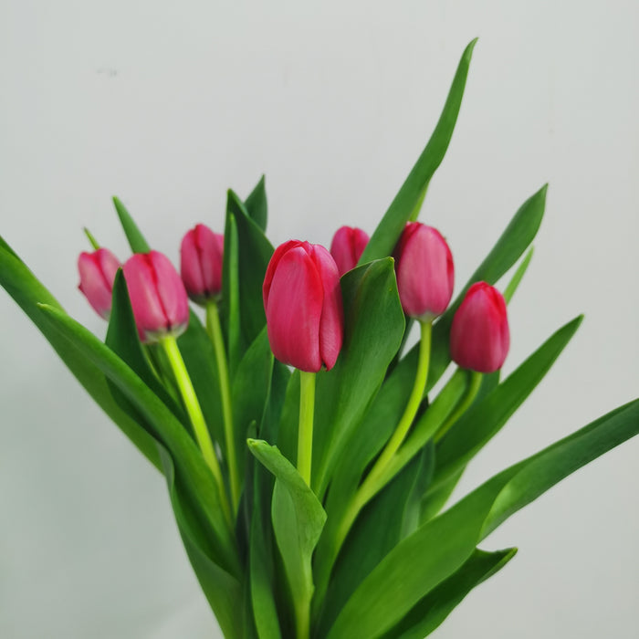 Tulip (Imported) - Cherry Red