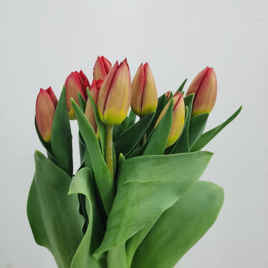 Tulip - 2 Tone Red