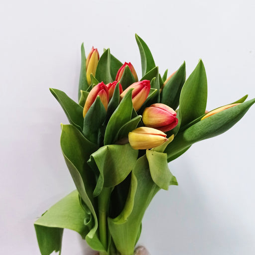 Tulip (Imported) - 2 Tone Orange Red