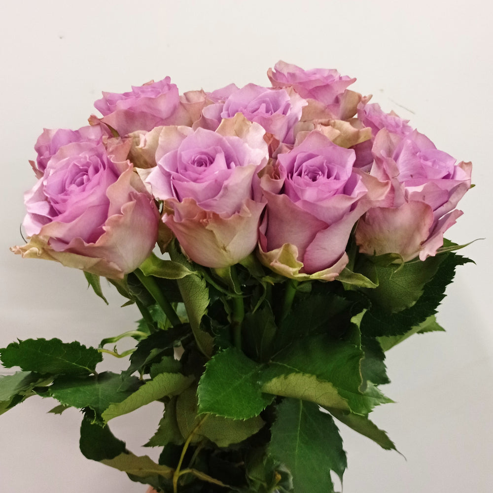Rose 40cm (Imported) -  Purple