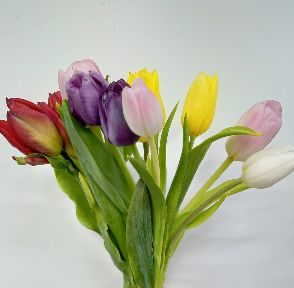 Fully Bloom Tulip - Mix [Clearance Stock]