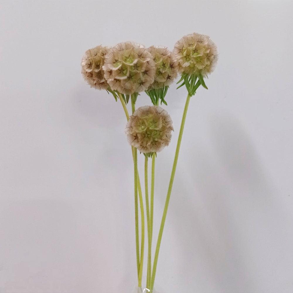 Scabiosa Stellata