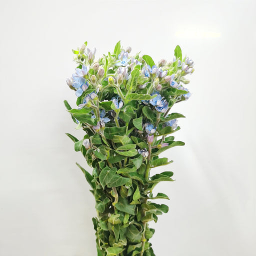 Fully Bloom Oxypetalum (Imported) - Blue [Clearance Stock]