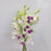 Orchid (Local) - 2 Tone White Purple