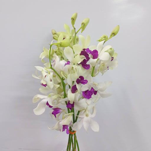 Orchid (Local) - 2 Tone White Purple