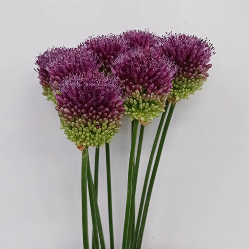 Allium Bullit (Imported) - Purple [5 Stems]