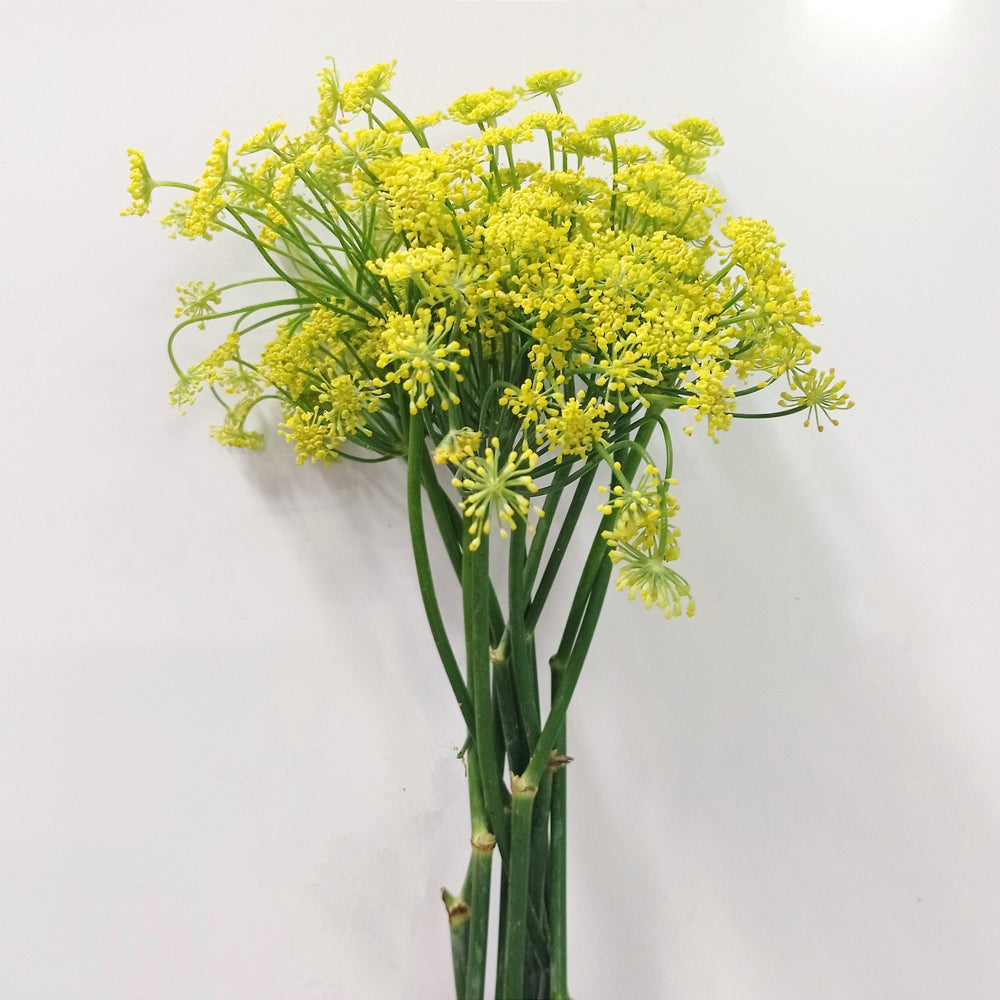 Anethum - Yellow