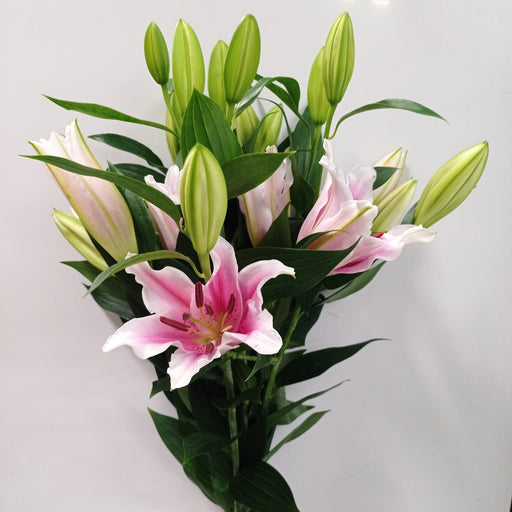 Lily Oriental Sorbone (Imported) - Light Pink