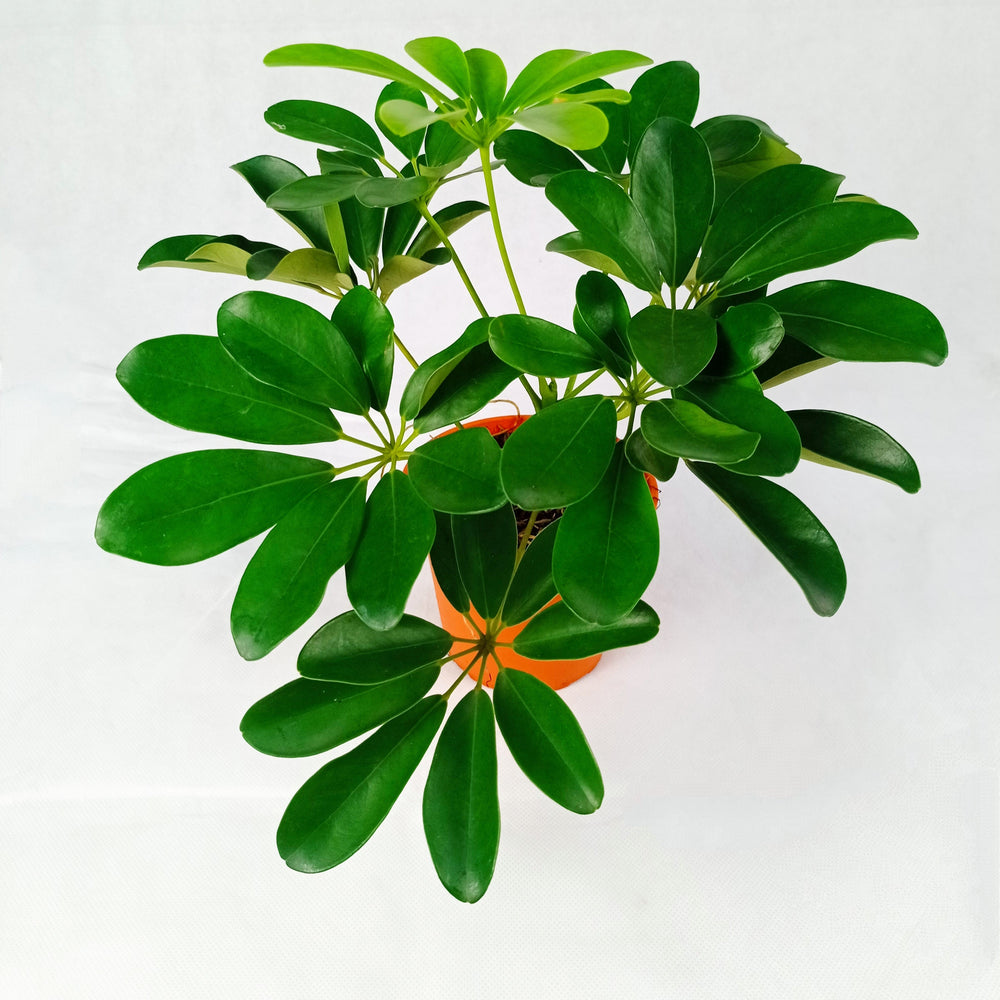 Schefflera (P120)