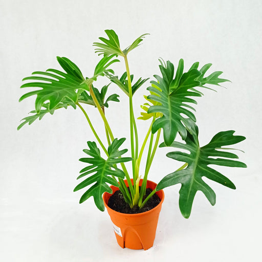 Pot Philodendron Xanado (P140)