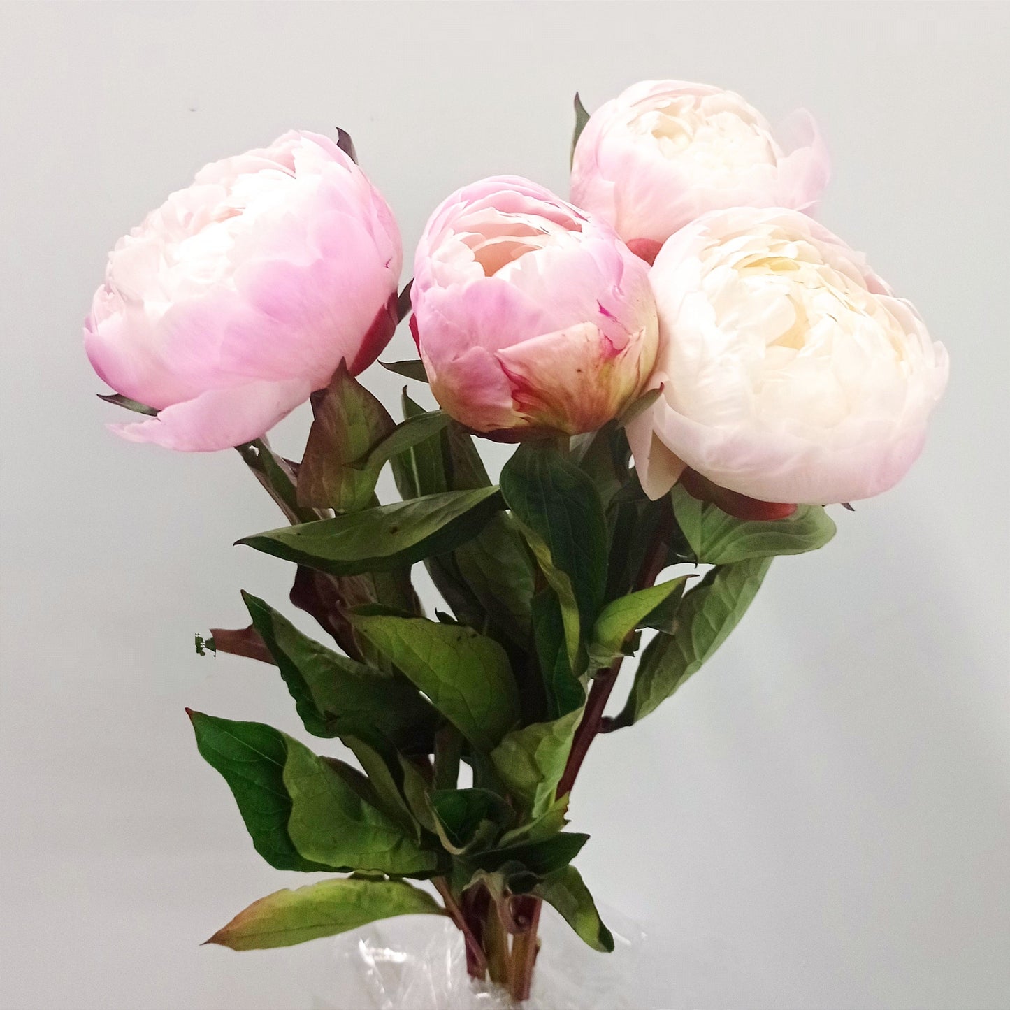 Peony Gardenia - Light Pink [3 Stems]