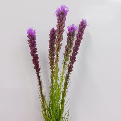 Fully Bloom Liatris Callilepis (Imported) - Purple [Clearance Stock]