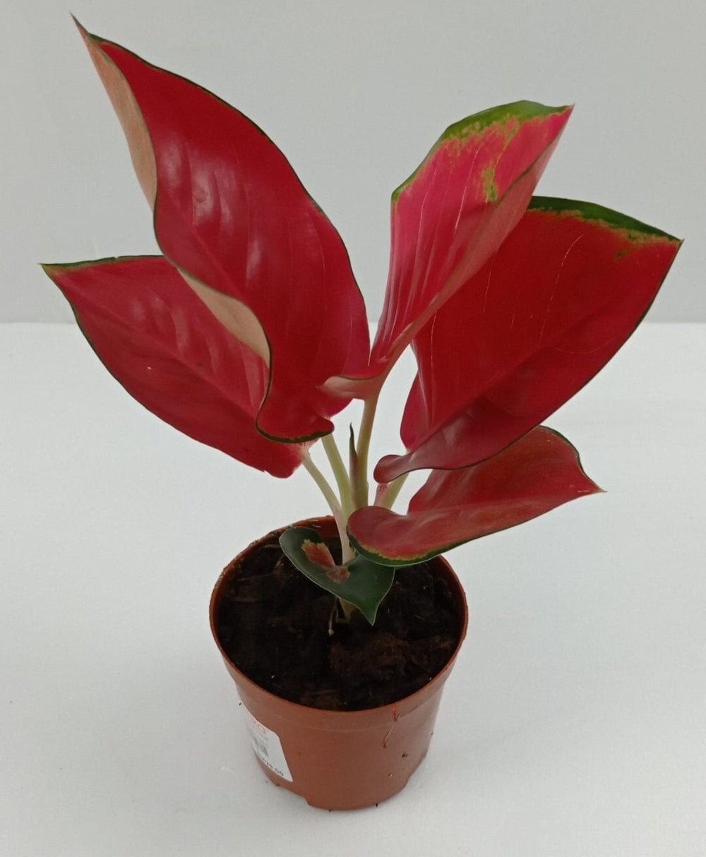 Aglaonema Eastern Red (P120)