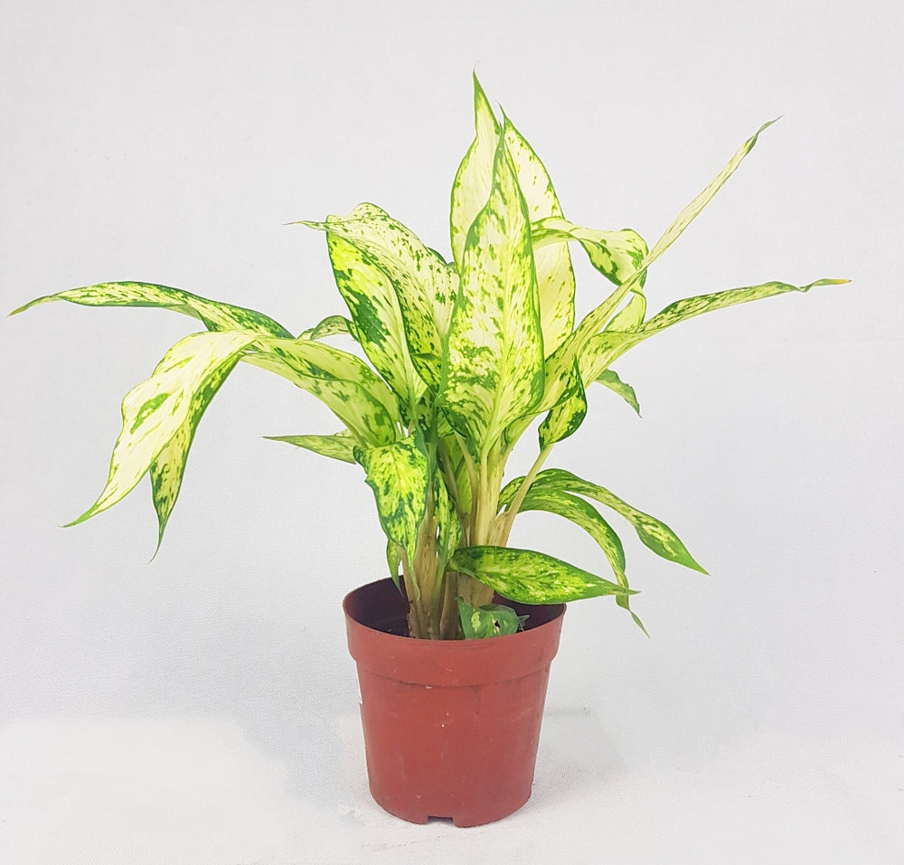 Dieffenbachia Starbright