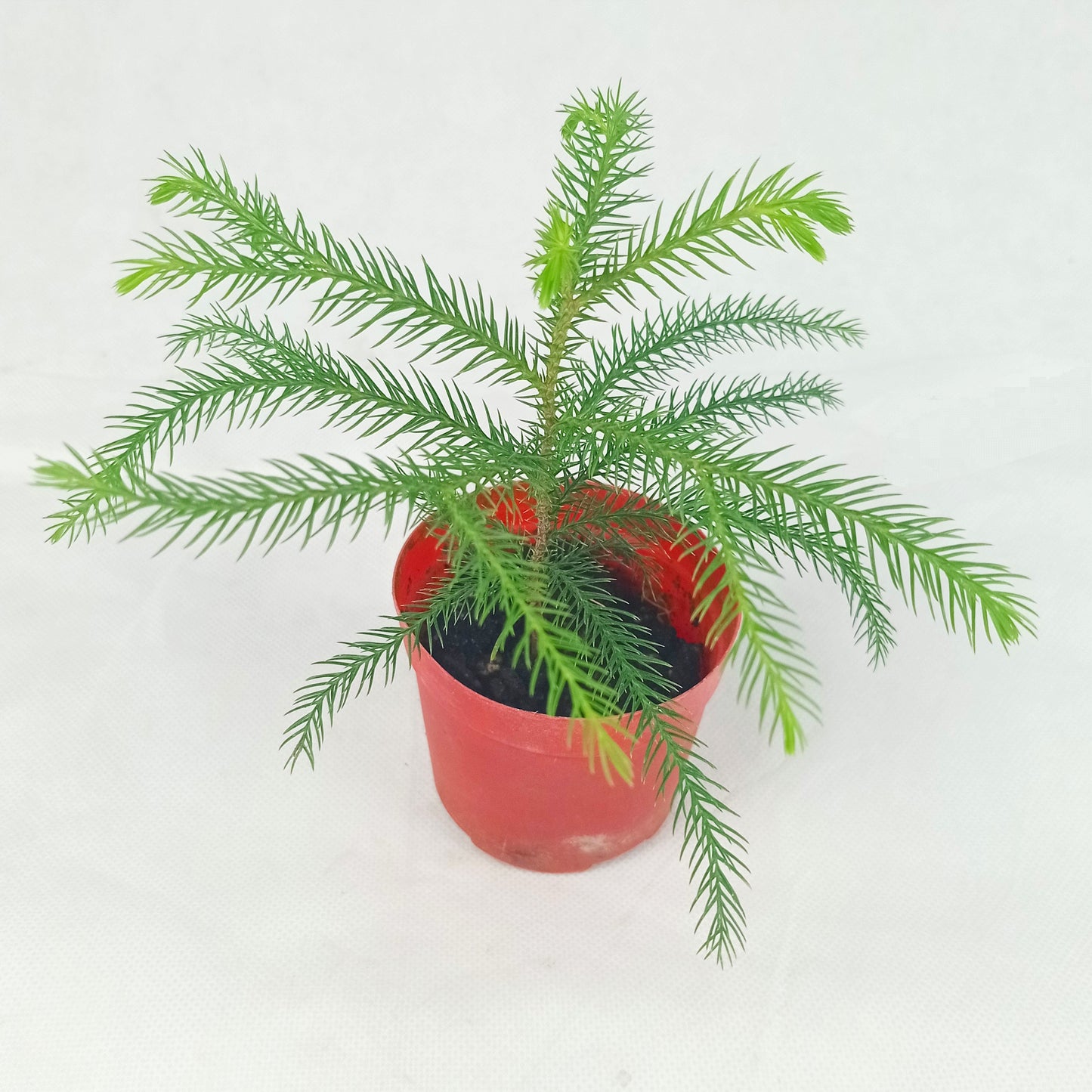Pot Araucaria P90  - Green