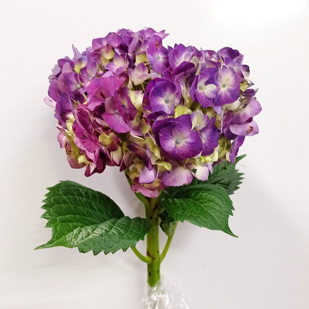 Hydrangea Beauty Berry (Imported) - Purple Blue