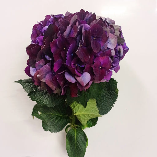 Hydrangea Magical Purple (Imported) - Purple