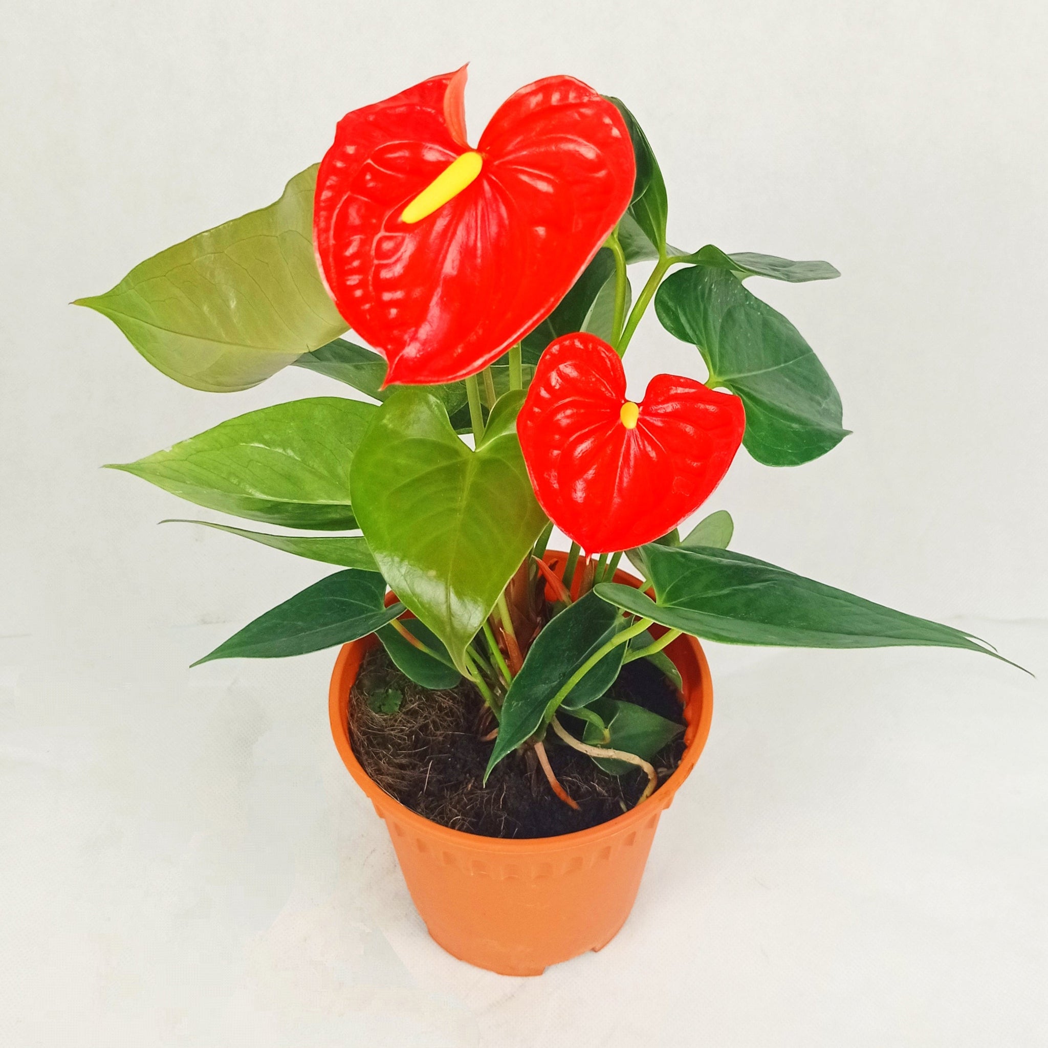 Indoor Plants Malaysia Indoor Gardening At Wholesale Price