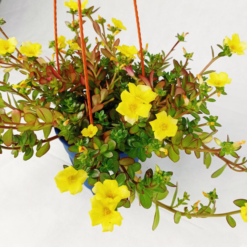 Pot Bp Japanese Rose  - Mix