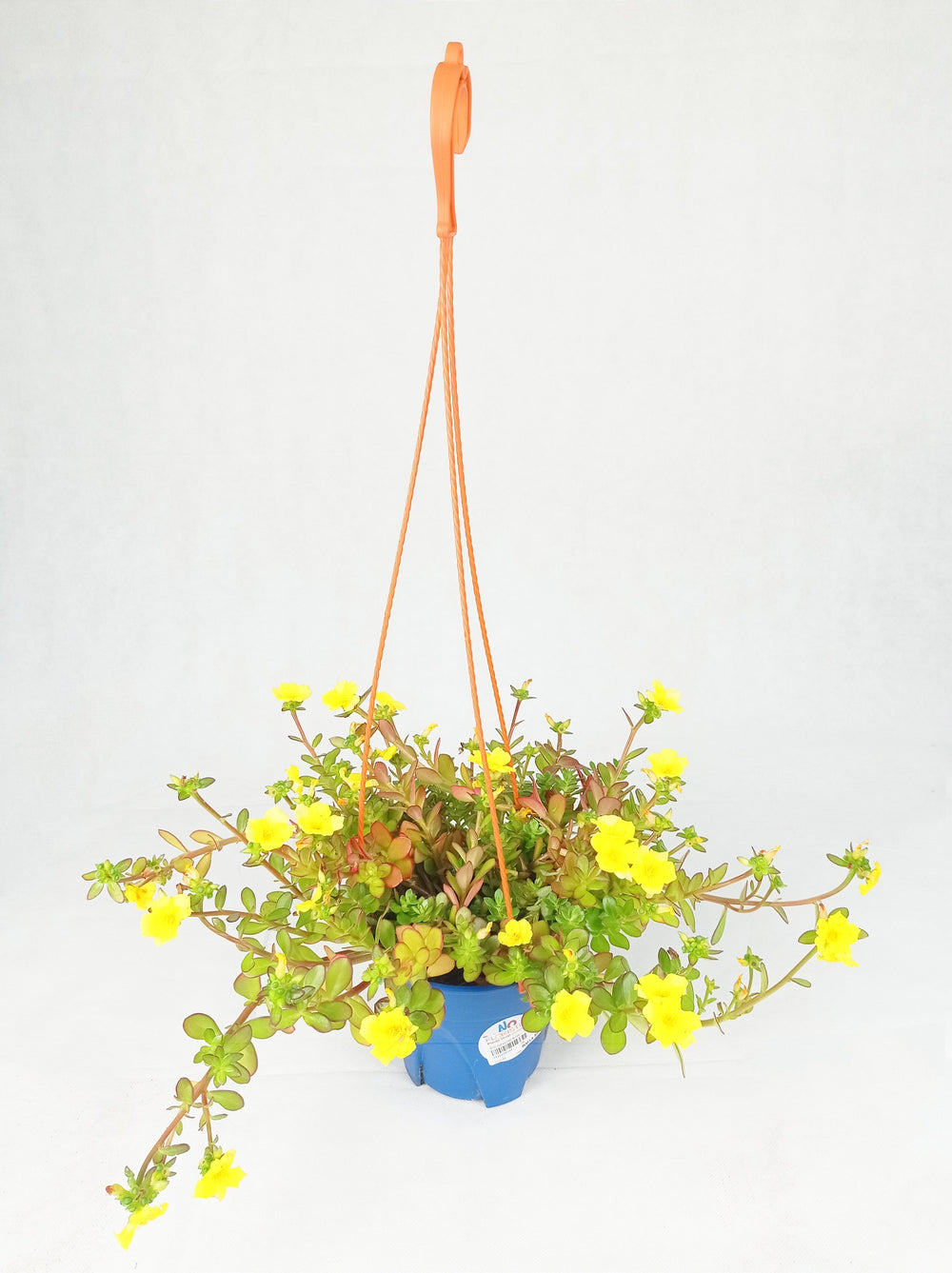 Pot Bp Japanese Rose  - Mix