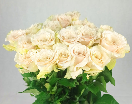 Rose Quicksand - Light brown (10 Stems)