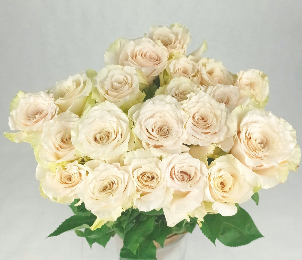 Rose Quicksand - Light Sand (10 Stems)