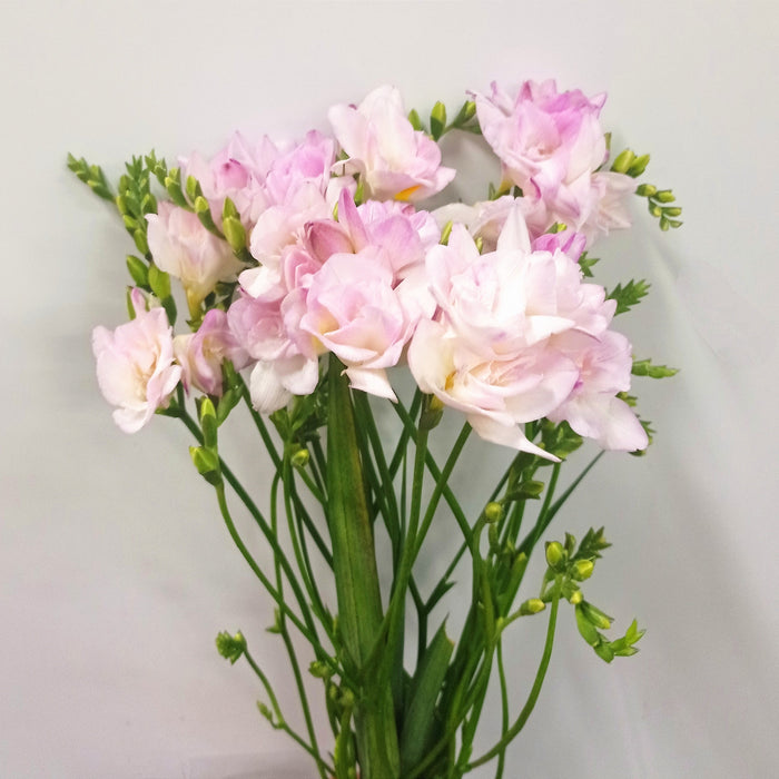 Freesia (Imported) - Light Pink