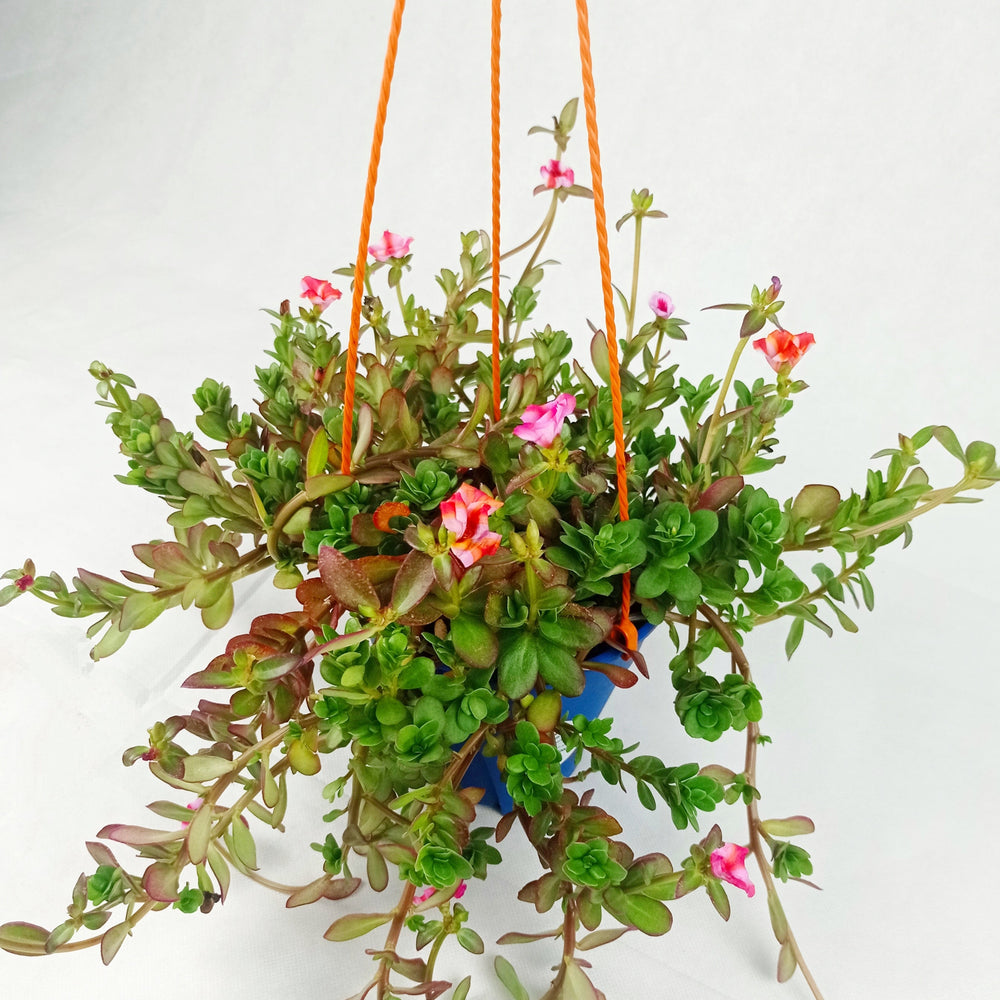 Pot Bp Japanese Rose  - Mix