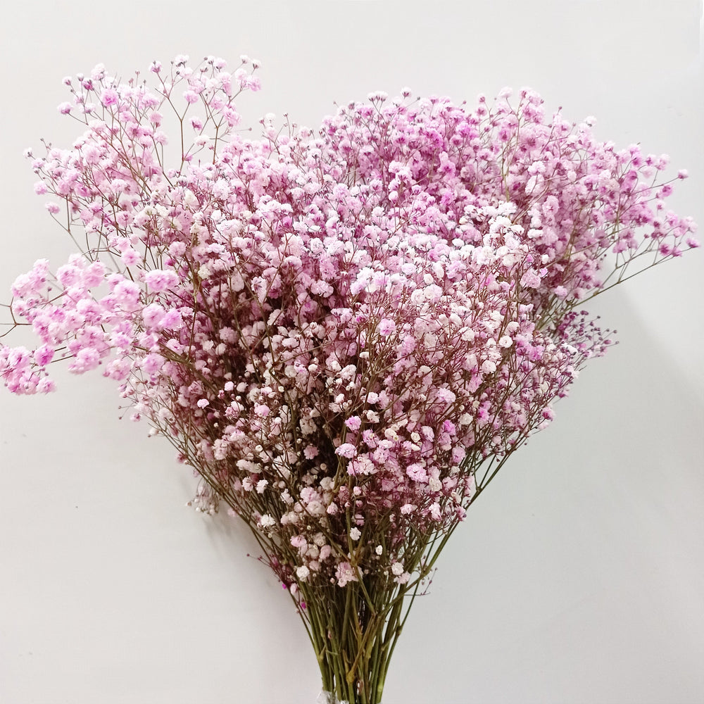 Fully Bloom Ecuador Baby Breath 80cm | 10 Stems - Mix