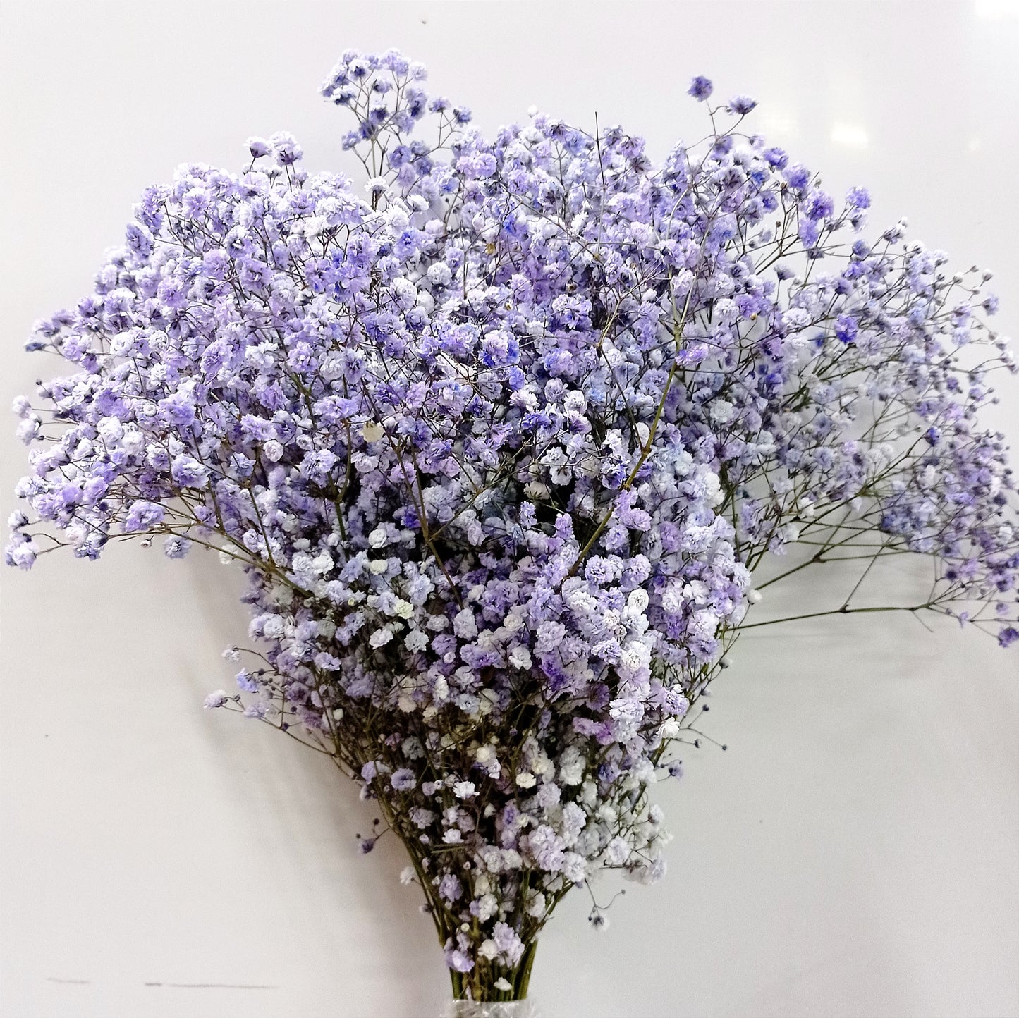 Fully Bloom Ecuador Baby Breath 80cm | 10 Stems - Mix