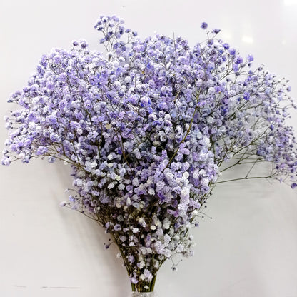 Fully Bloom Ecuador Baby Breath 80cm | 10 Stems - Mix