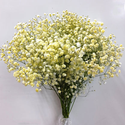 Fully Bloom Ecuador Baby Breath 80cm | 10 Stems - Mix