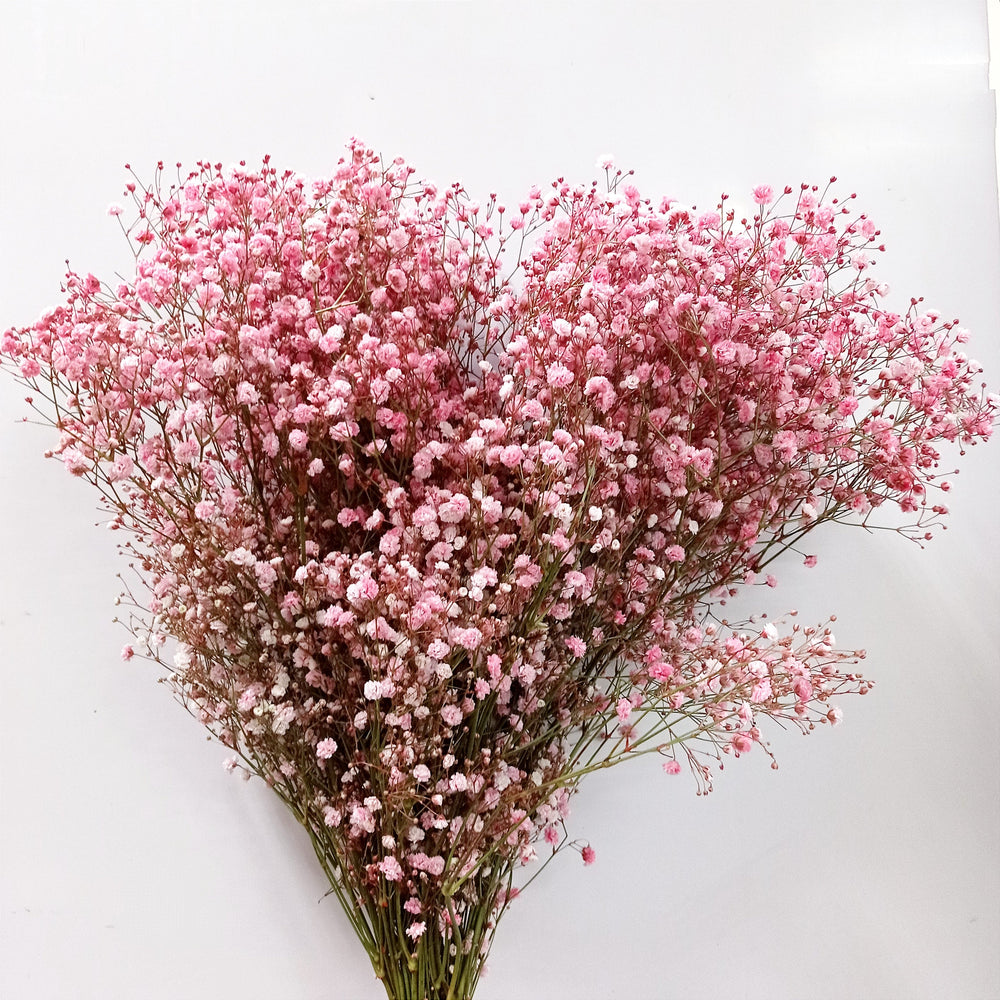 Fully Bloom Ecuador Baby Breath 80cm | 10 Stems - Mix