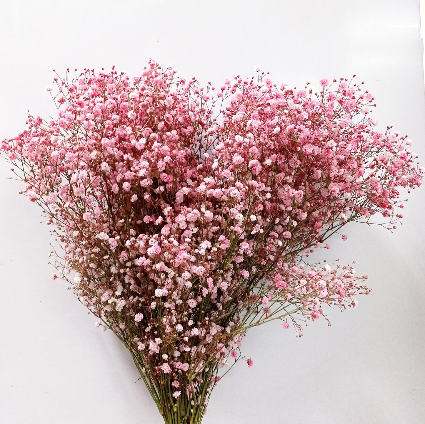 Fully Bloom Ecuador Baby Breath 80cm | 10 Stems - Mix