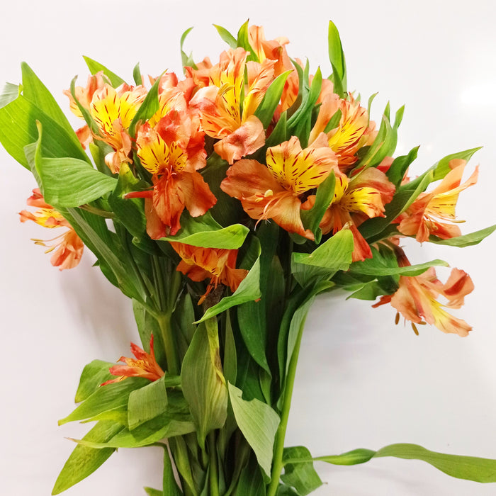Fully Bloom Alstroemeria (Imported) - Mix [Clearance Stock]