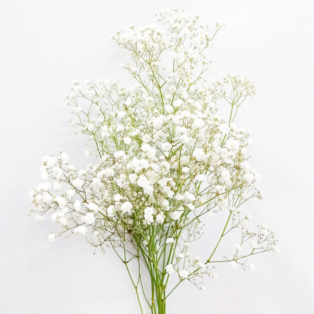 Baby Breath (Imported) - White [5 Stems]