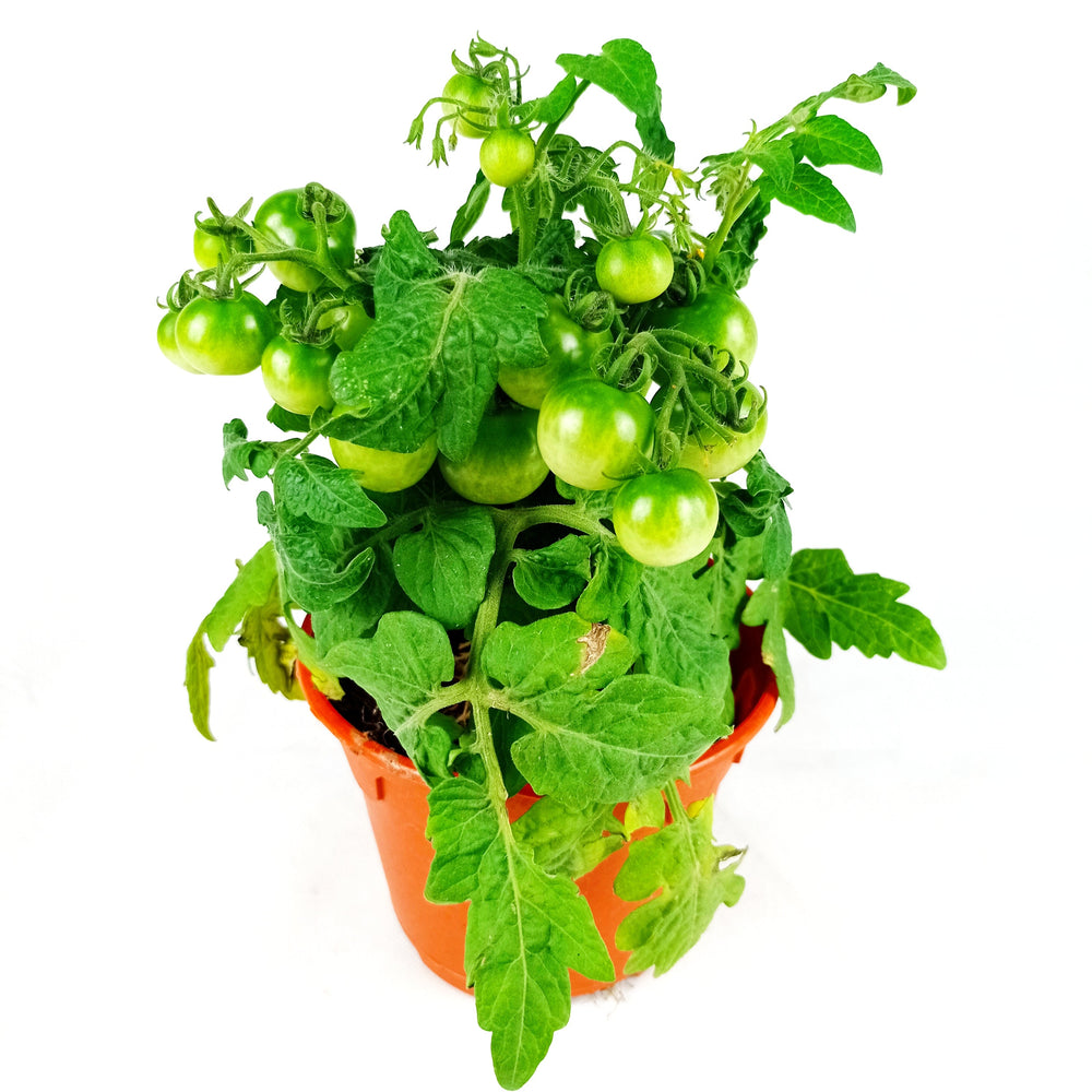 Cherry Tomato (P150)