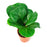 Pot Ficus Lyrata P90 (Local) - Green