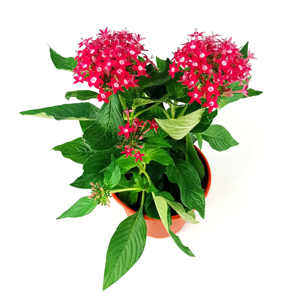 Pot Pentas P150 Mix