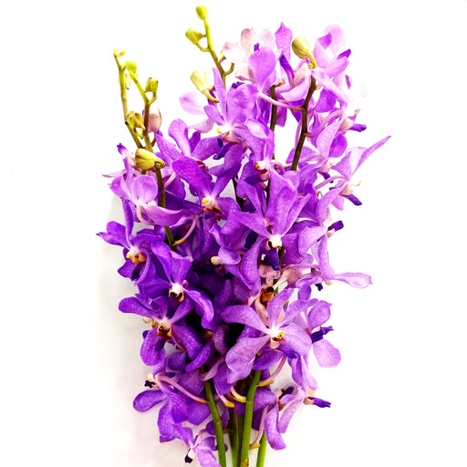 Orchid (Local) - Dark Lilac