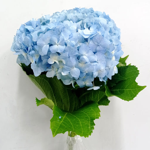 Hydrangea (Imported) - Light Blue