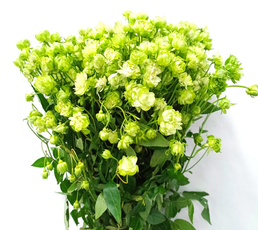 Spray Rose (Imported) - Green