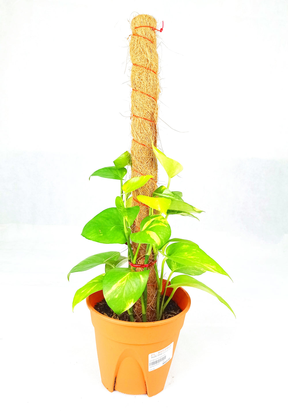 Money Plant 1Ft
